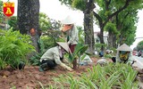 Trồng cây cảnh, phủ xanh dải phân cách ở đường Kim Mã